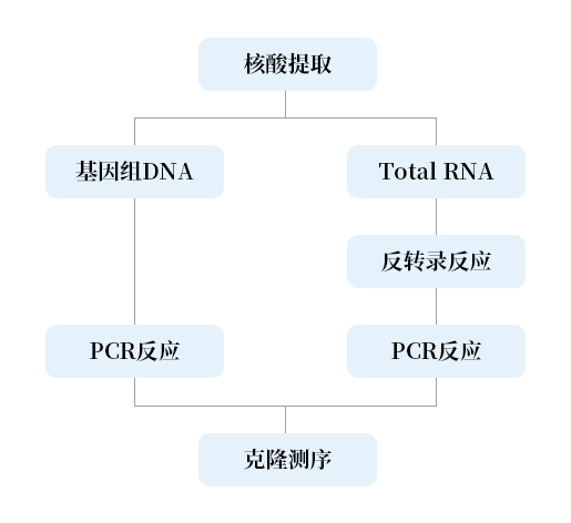 基因克隆樹.jpg